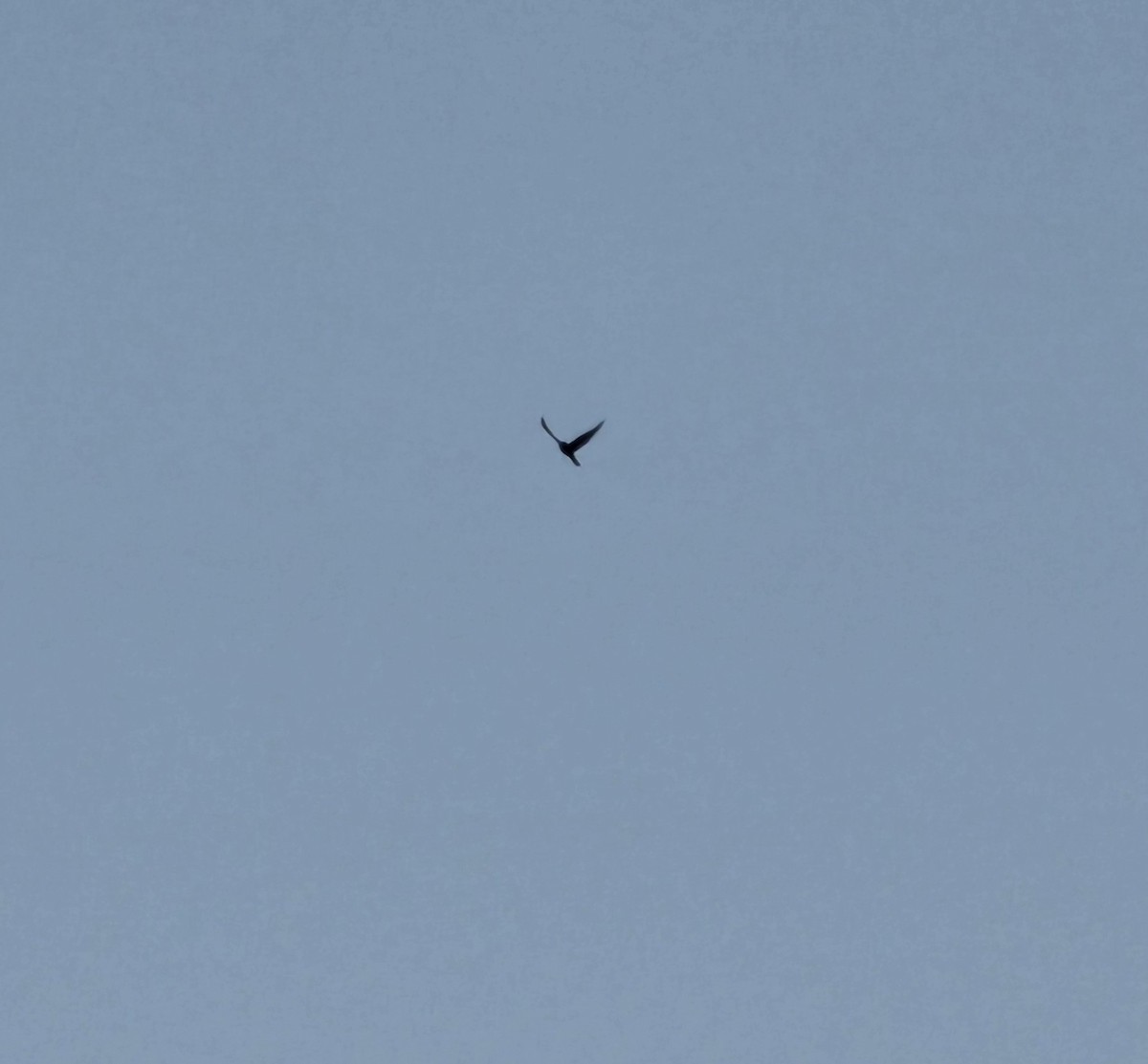 Merlin - ML645618629