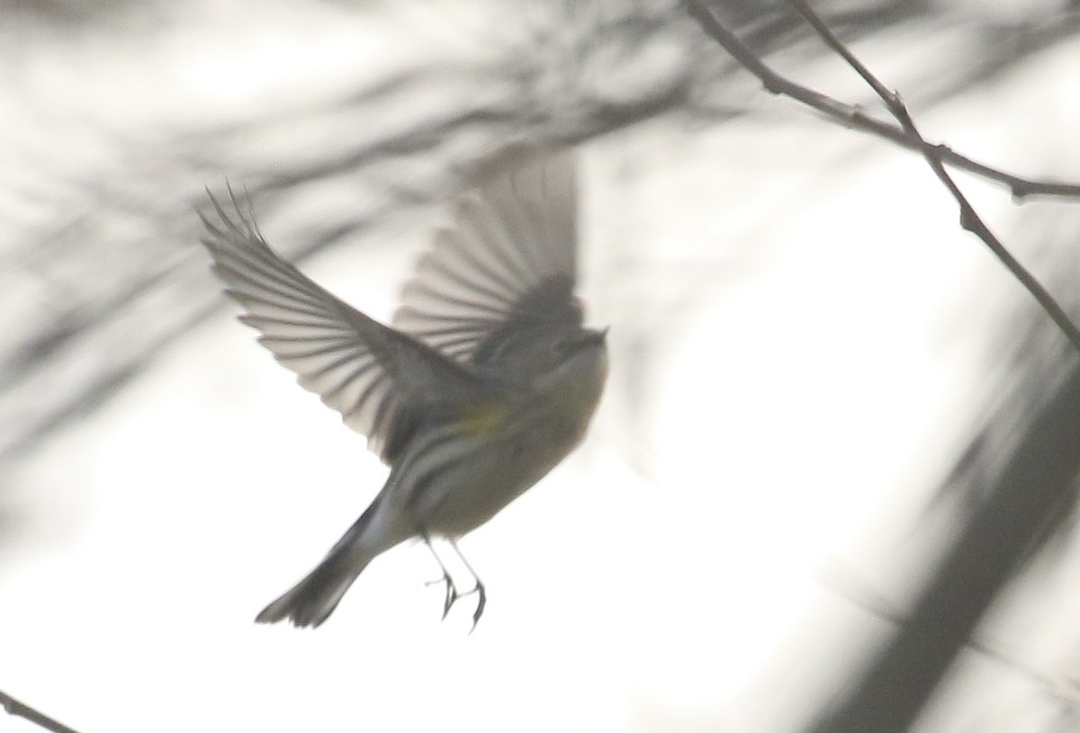 lesňáček žlutoskvrnný (ssp. coronata) - ML645618643