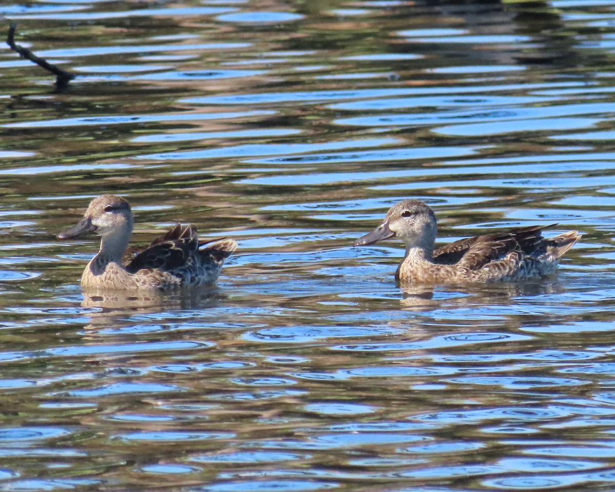 Cerceta Aliazul - ML645618644