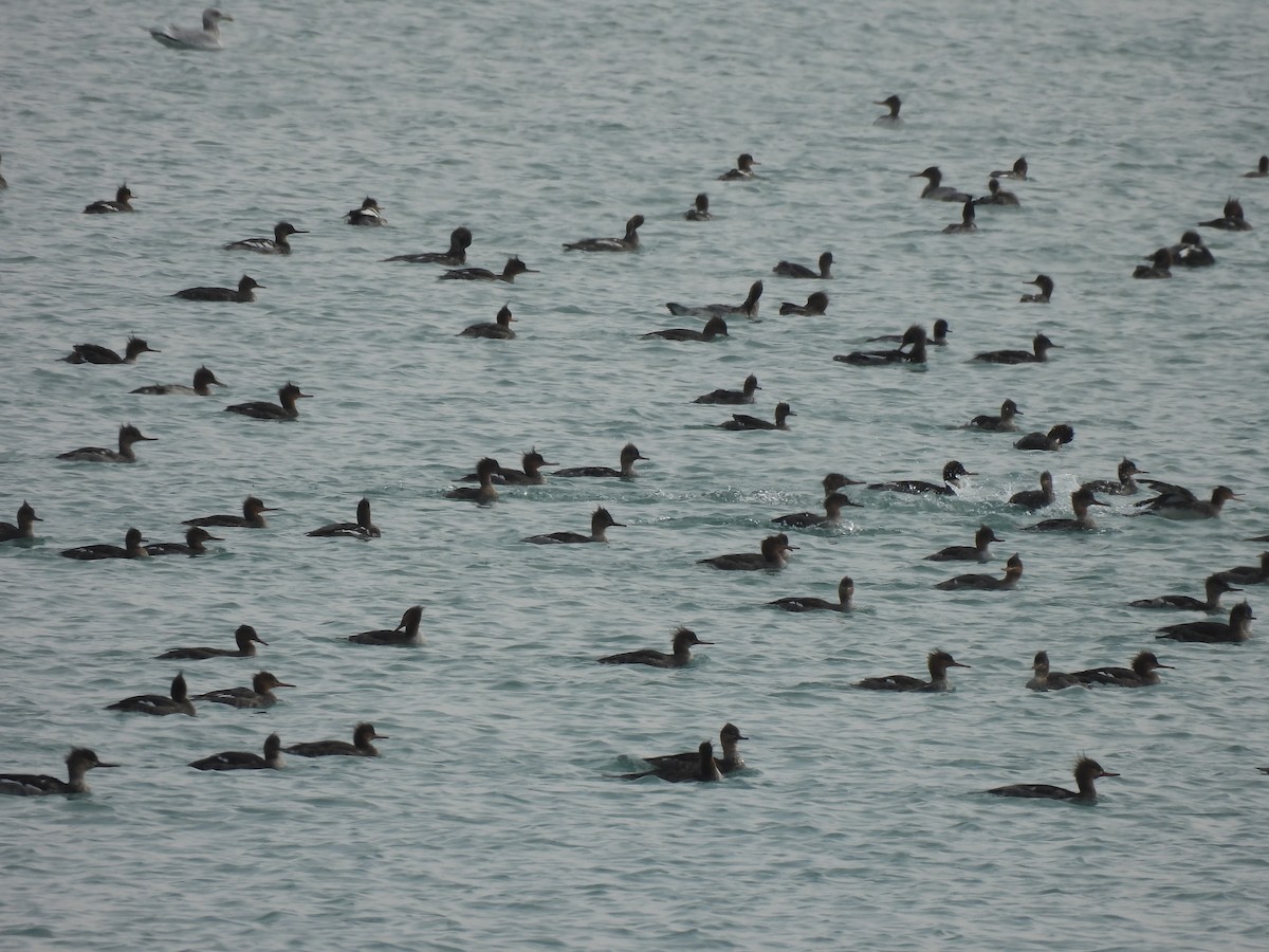 מרגון בינוני - ML645618650