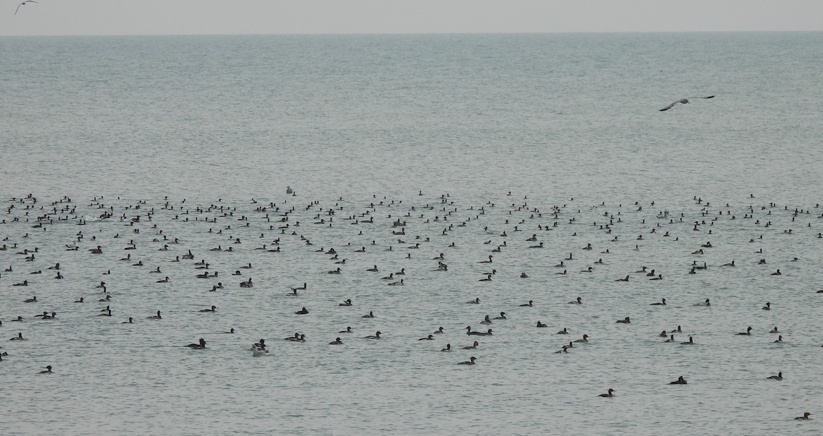 מרגון בינוני - ML645618653