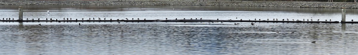 Ring-necked Duck - ML645618655