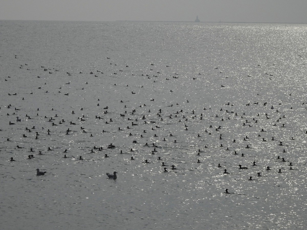 מרגון בינוני - ML645618657