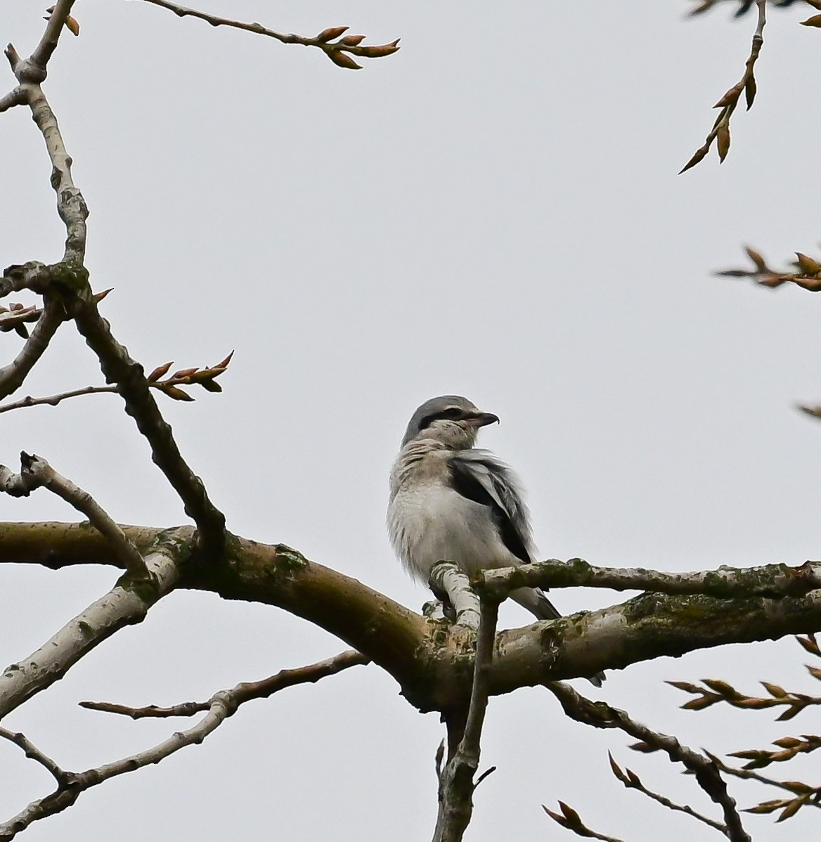 Northern Shrike - ML645618667