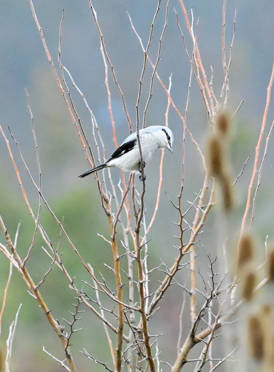 Northern Shrike - ML645618668