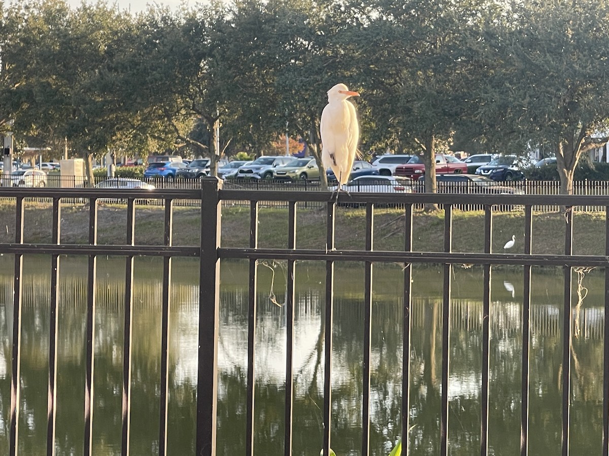 Western Cattle-Egret - ML645618671