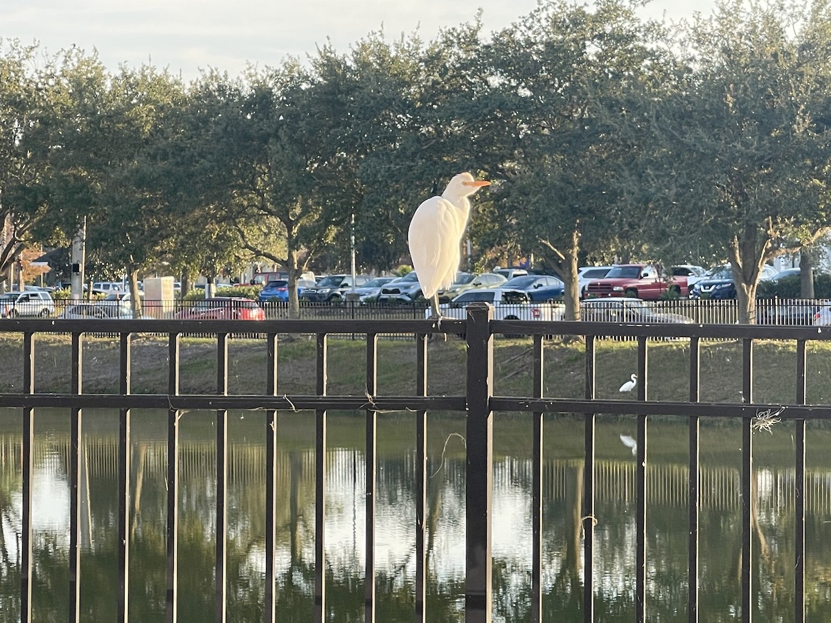 Western Cattle-Egret - ML645618672