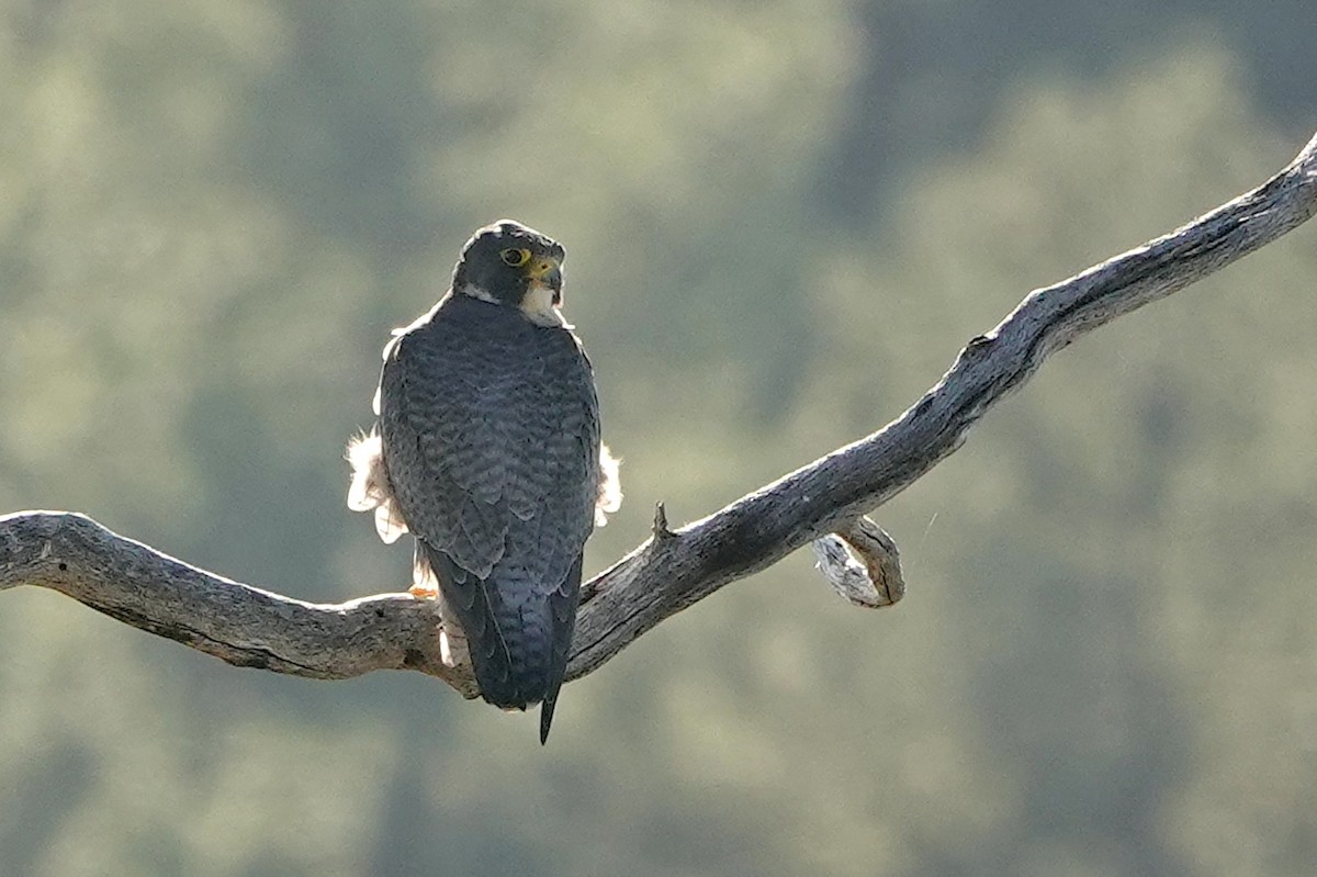 Peregrine Falcon - ML645618681