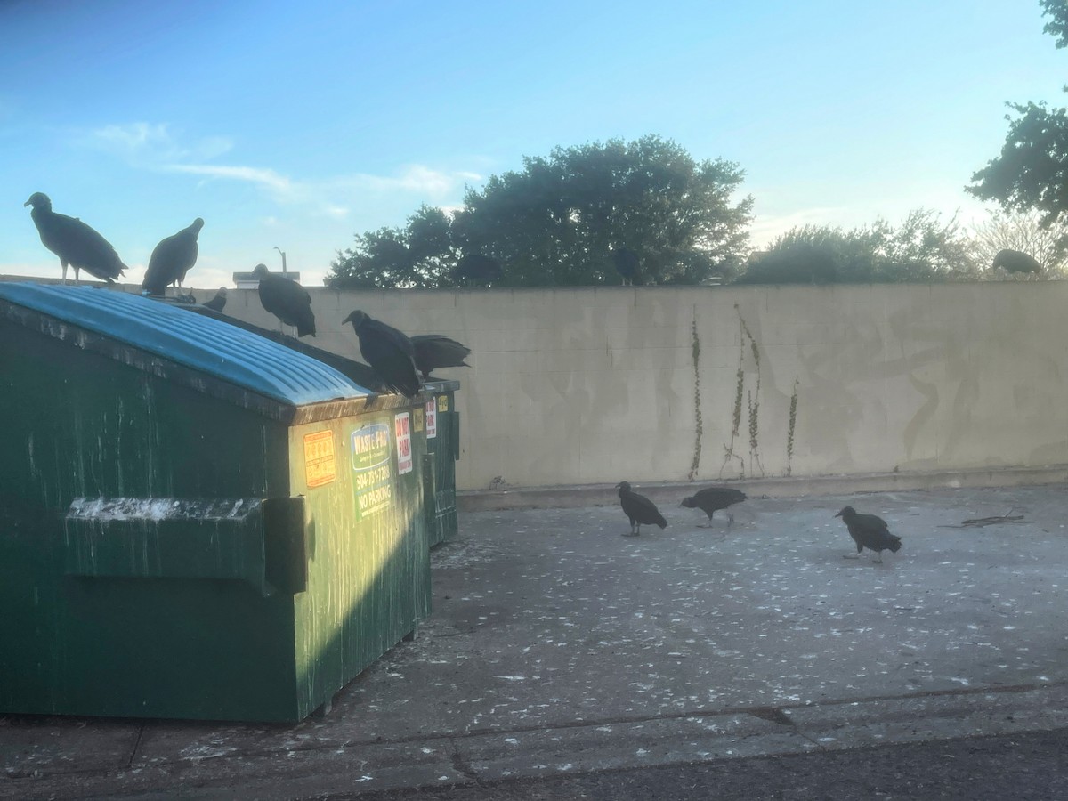 Black Vulture - ML645618683