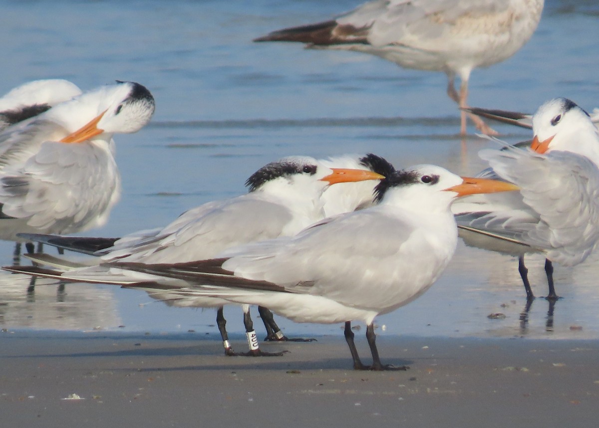 アメリカオオアジサシ - ML645618687