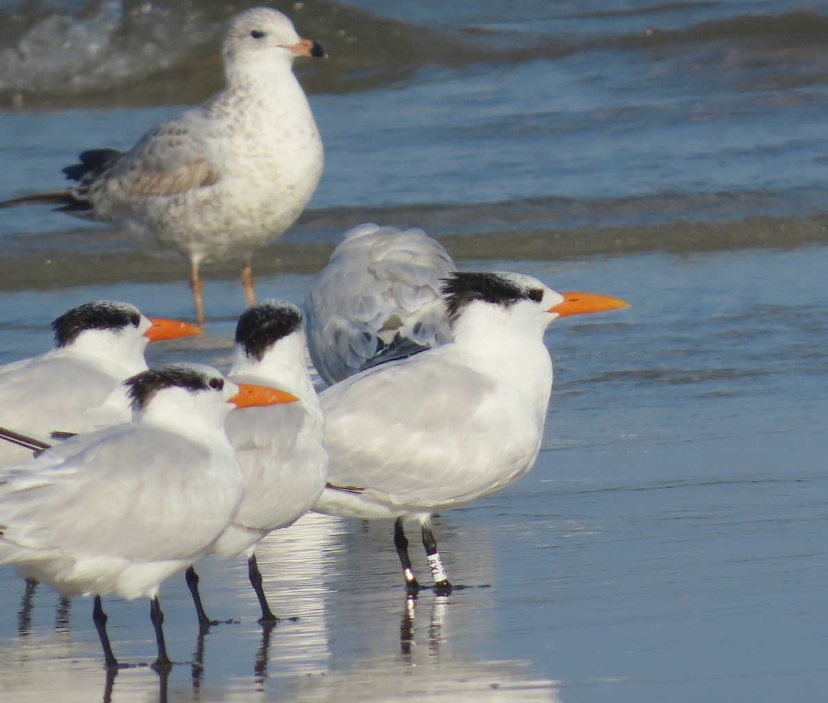 アメリカオオアジサシ - ML645618688