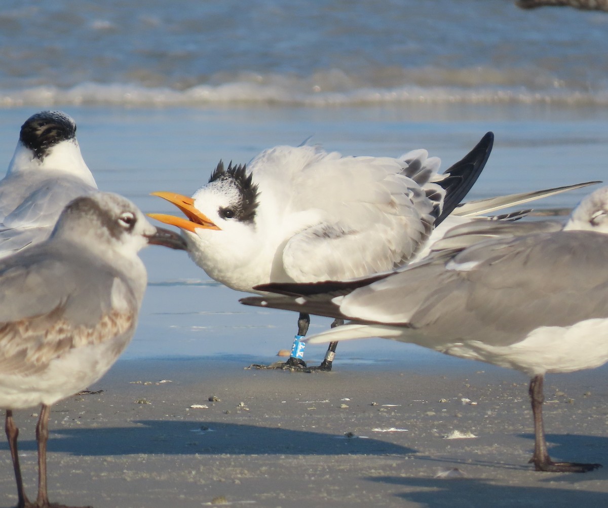 アメリカオオアジサシ - ML645618690