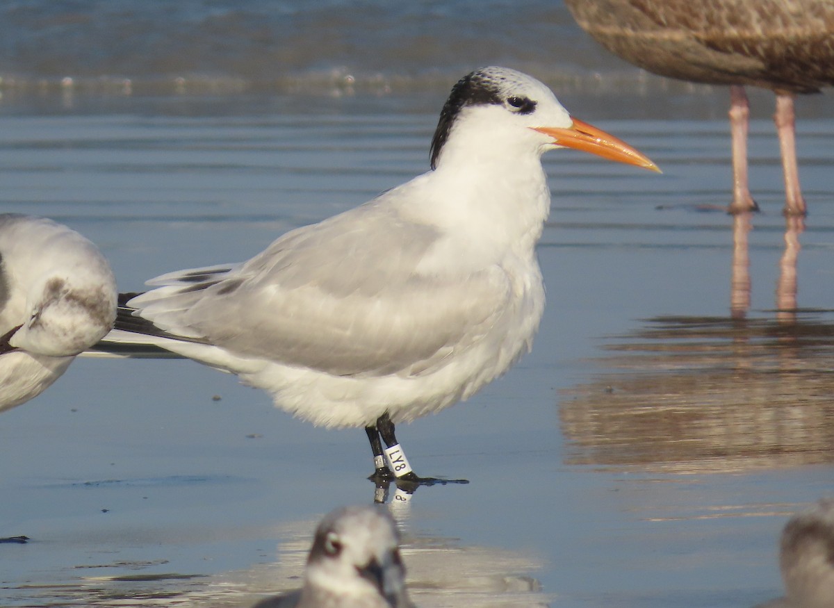 アメリカオオアジサシ - ML645618691