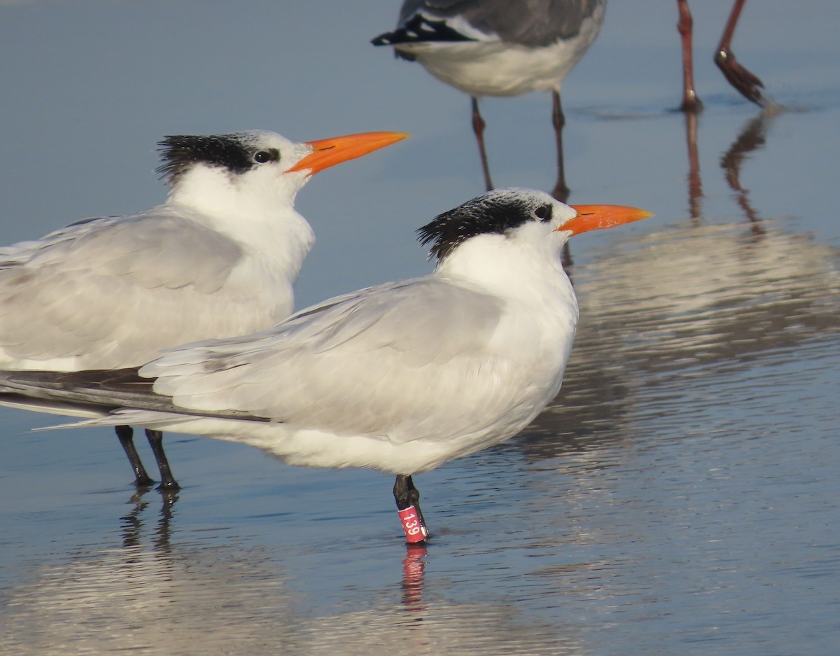 アメリカオオアジサシ - ML645618692