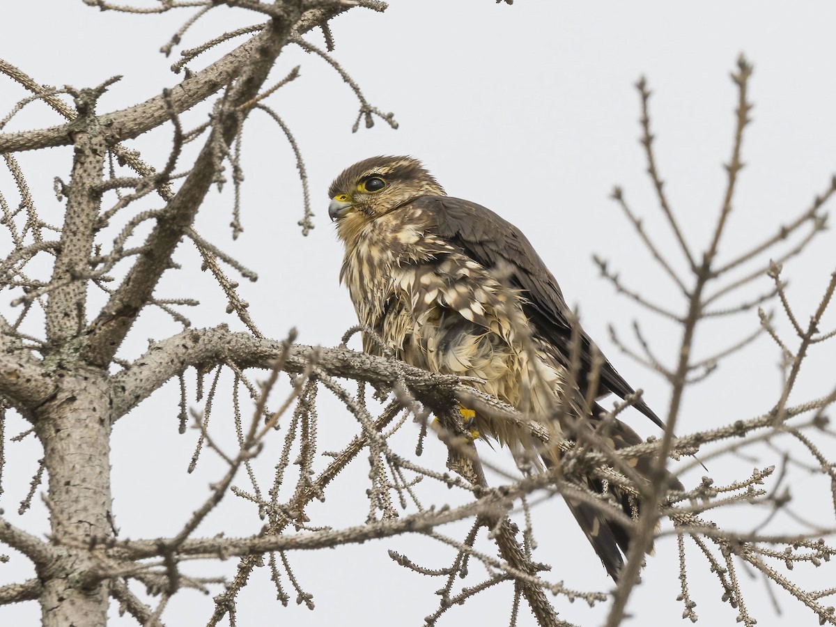 Merlin - ML645618695