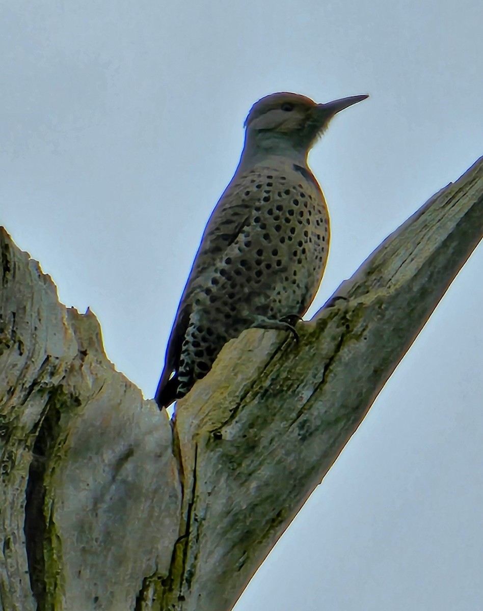 Northern Flicker - ML645618696