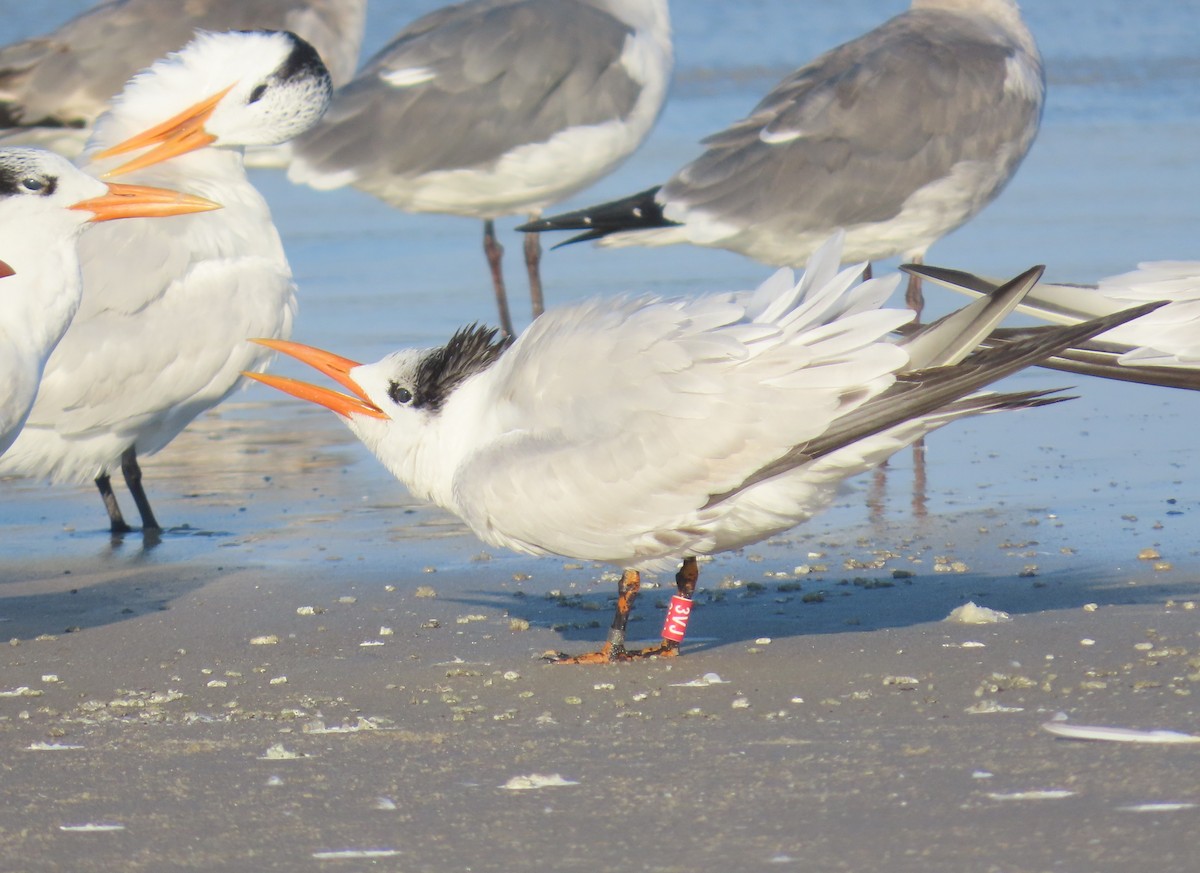 アメリカオオアジサシ - ML645618706