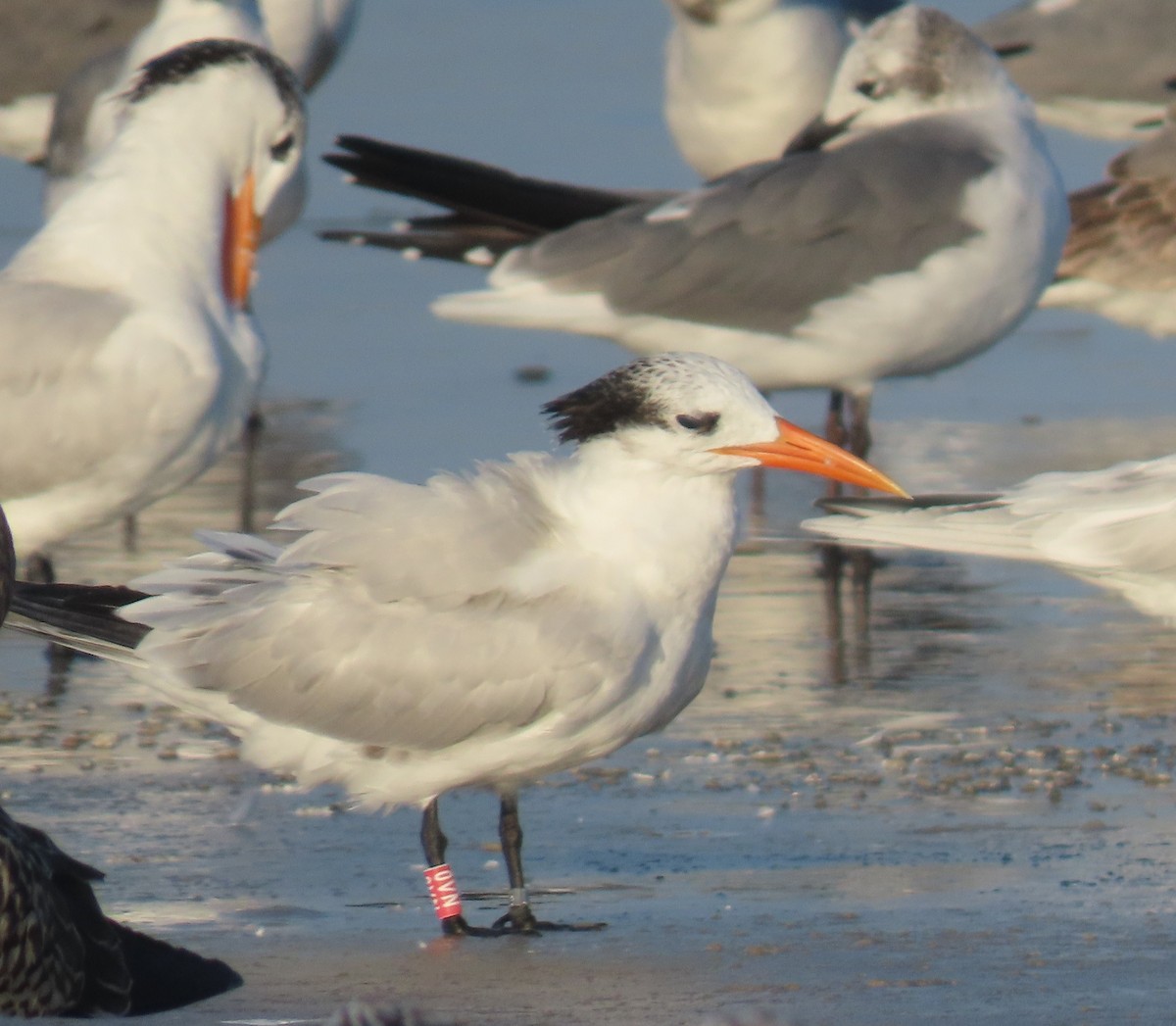 アメリカオオアジサシ - ML645618708