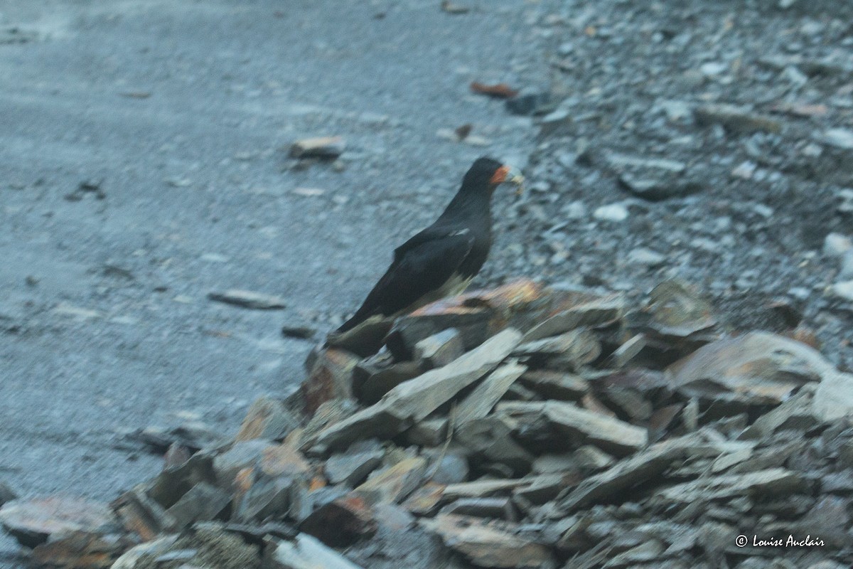 Каракара андська - ML645618710