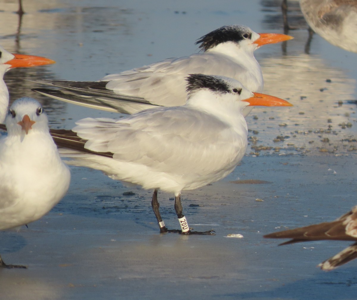 アメリカオオアジサシ - ML645618712