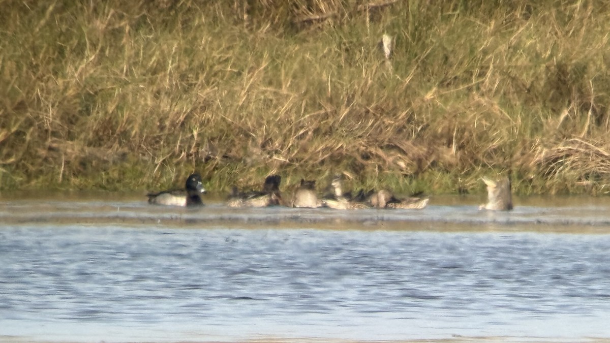 Ring-necked Duck - ML645618715