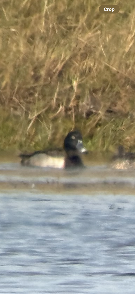 Ring-necked Duck - ML645618717