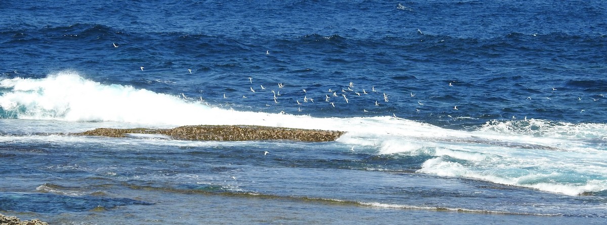 Australian Fairy Tern - ML645618718