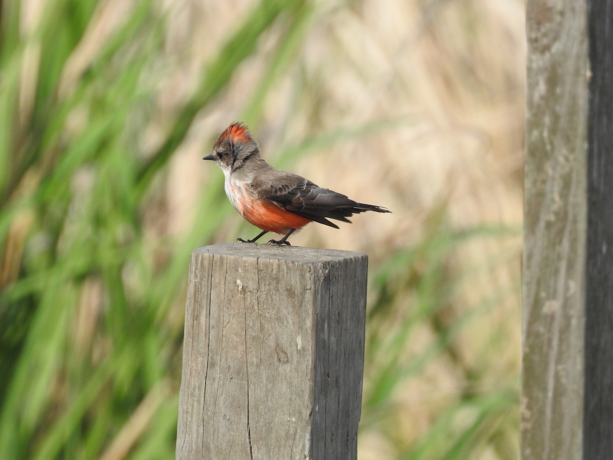 Vermilion Flycatcher - ML645618722