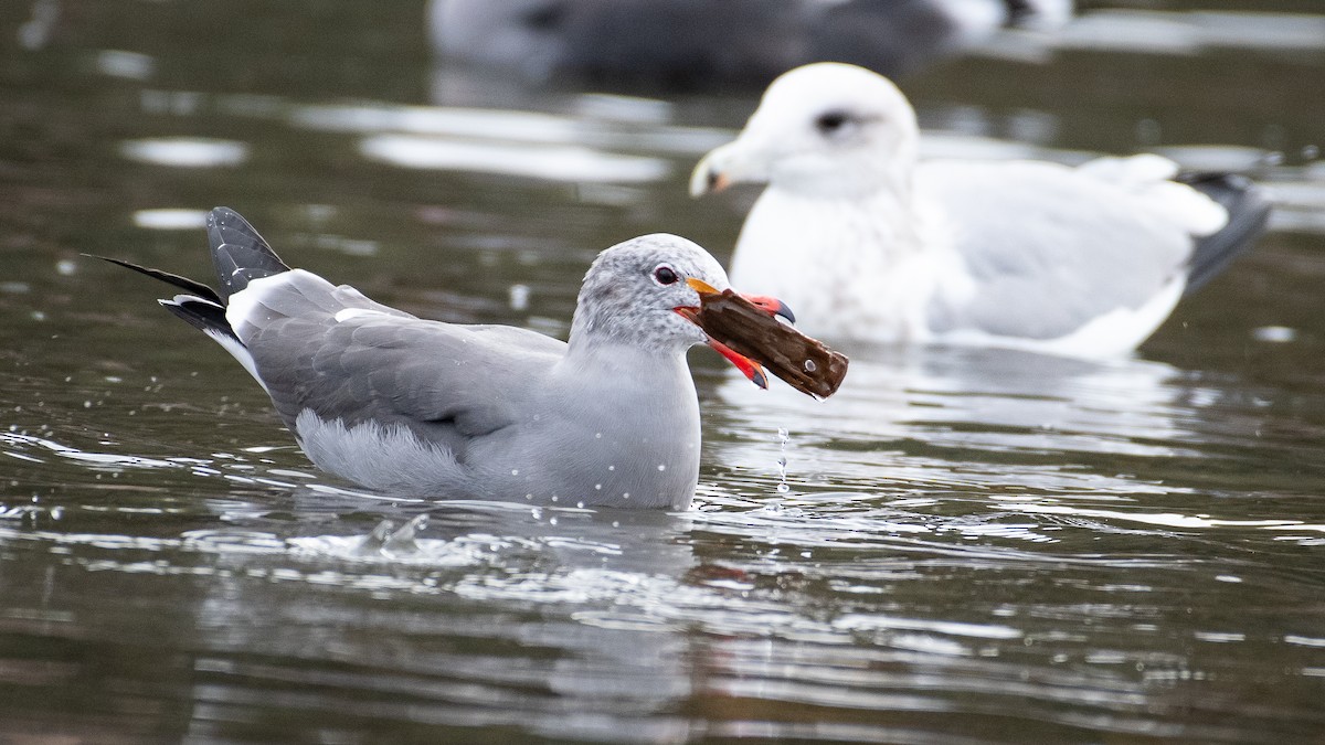 Heermann's Gull - ML645618729