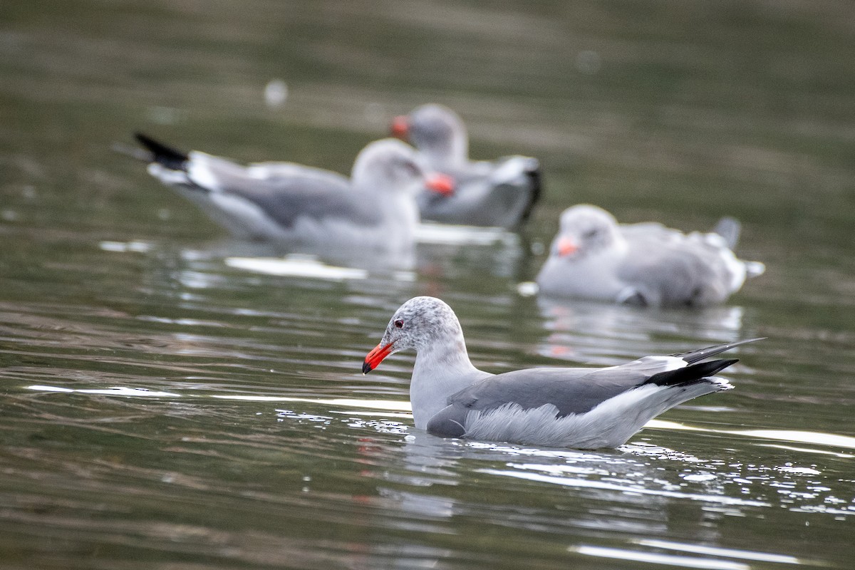 Heermann's Gull - ML645618730
