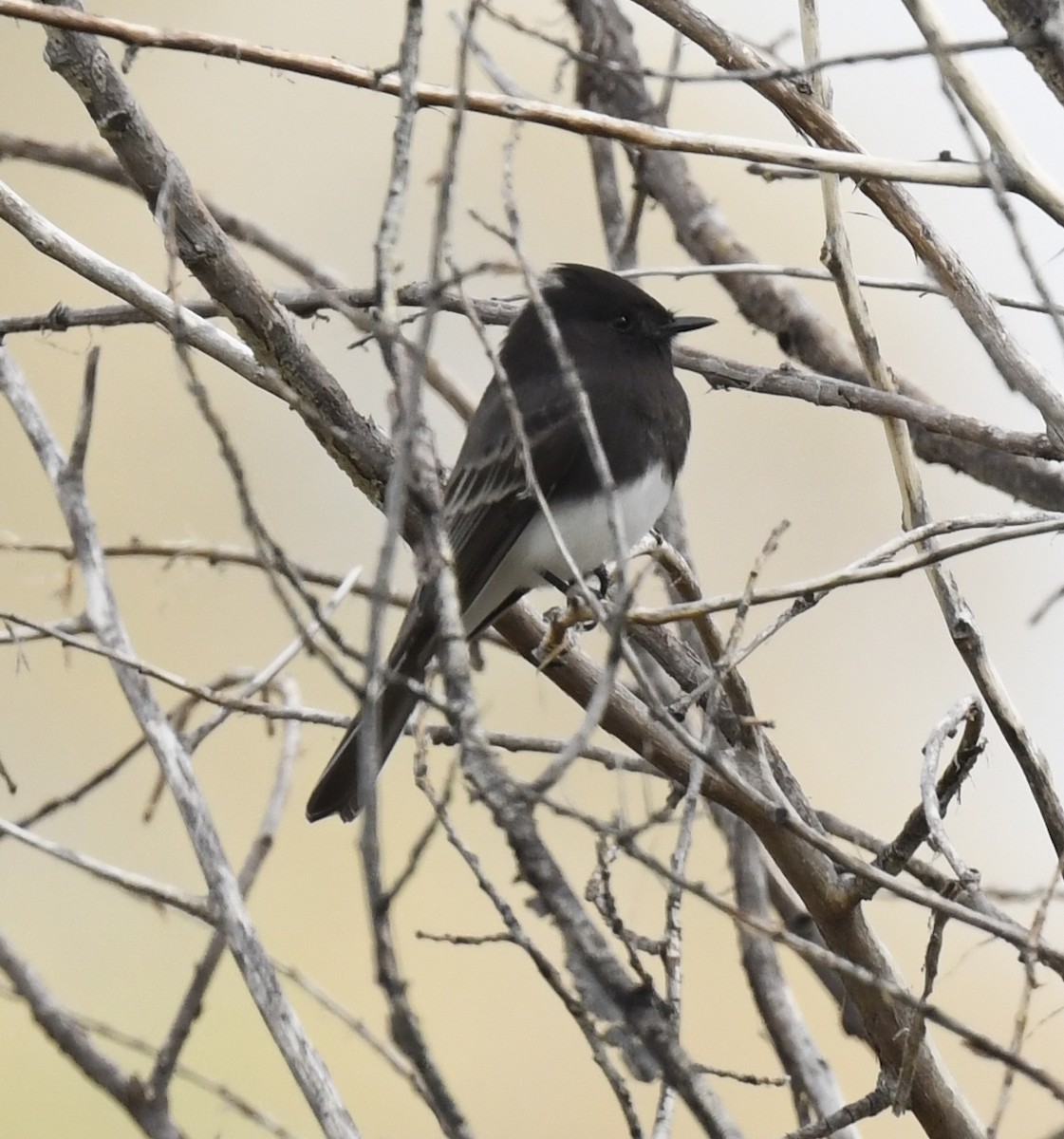 Black Phoebe - ML645618732