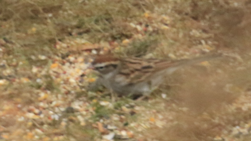 strnádka vrabcovitá - ML645618735