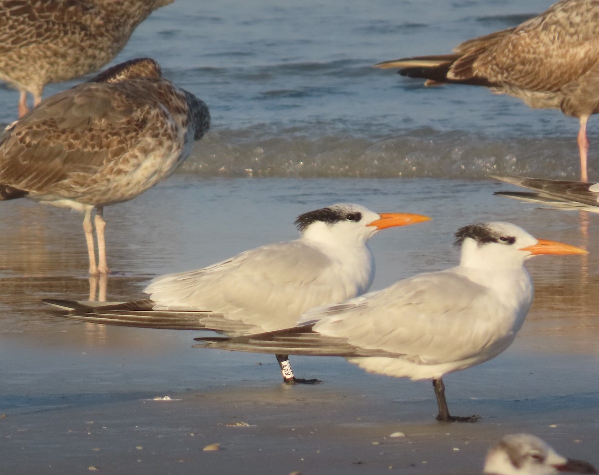 アメリカオオアジサシ - ML645618738