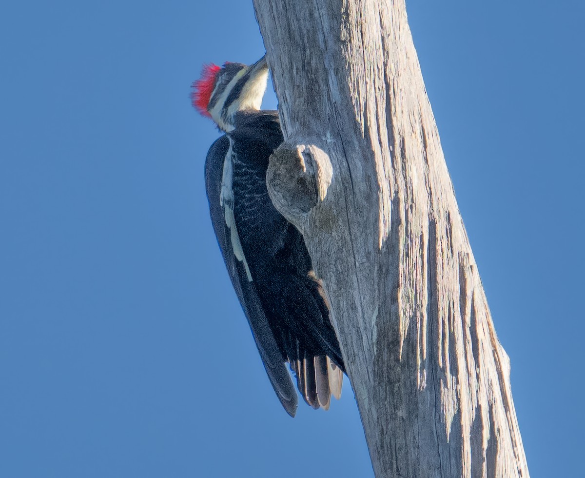 Жовна північна - ML645618742