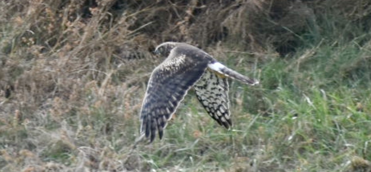 Northern Harrier - ML645618743