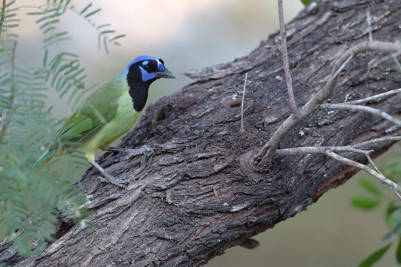sojka zelenavá - ML645618745