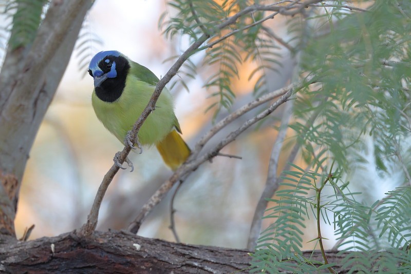 sojka zelenavá - ML645618746