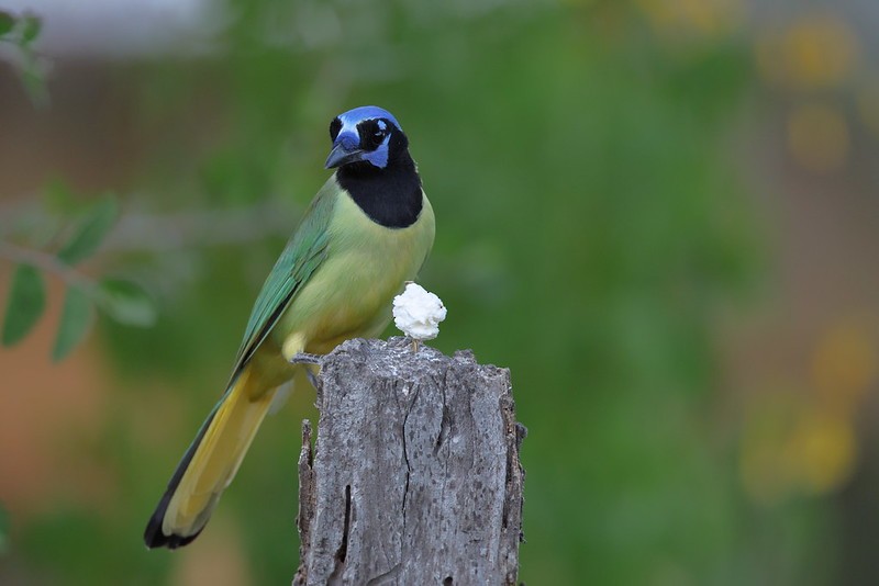 sojka zelenavá - ML645618747