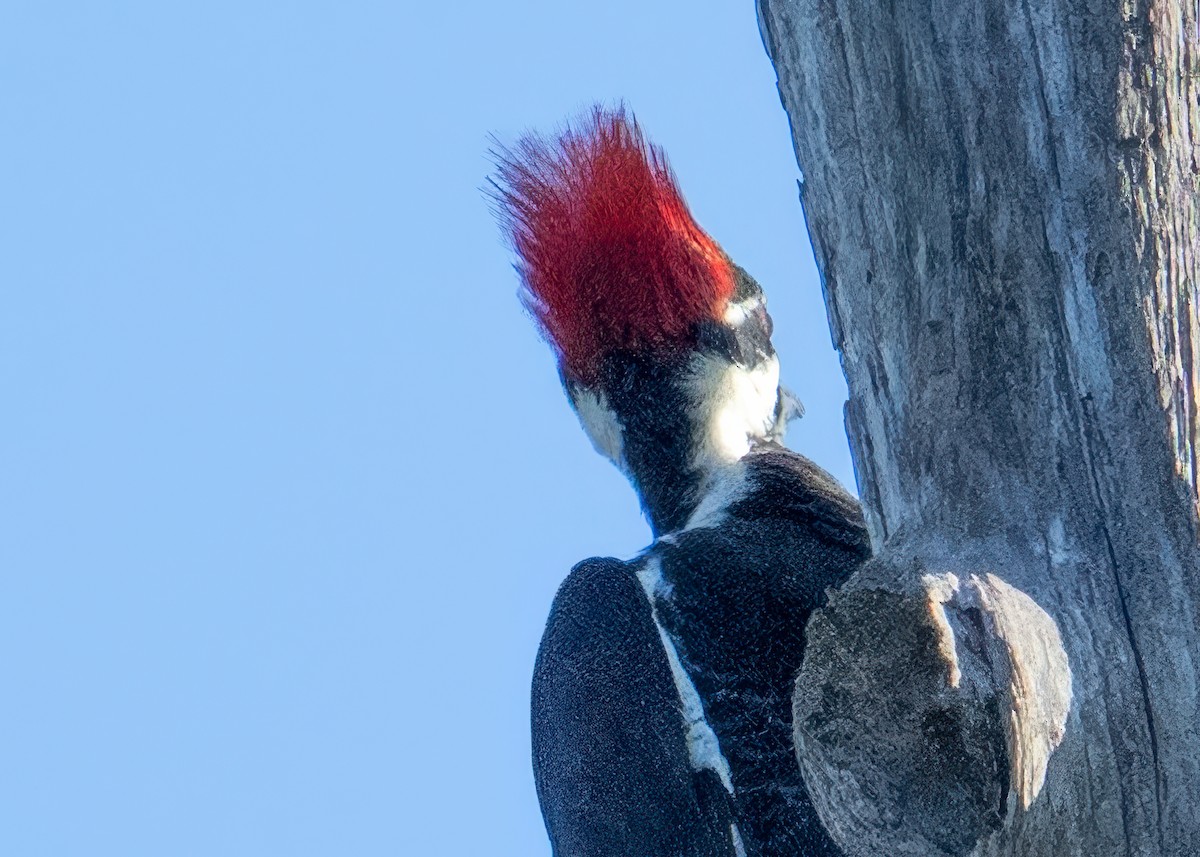 Жовна північна - ML645618748