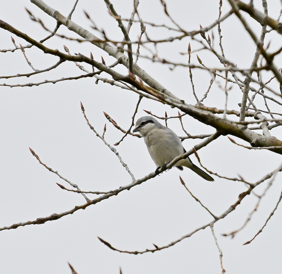 Northern Shrike - ML645618749