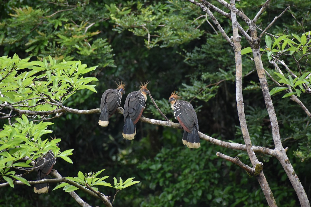 Hoazín - ML645618753