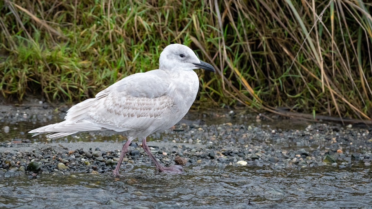Gaviota de Bering - ML645618767