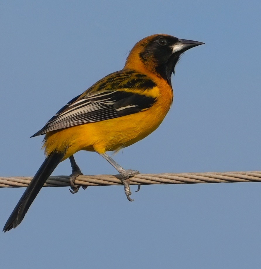 Turpial de Altamira x de Audubon (híbrido) - ML645618769