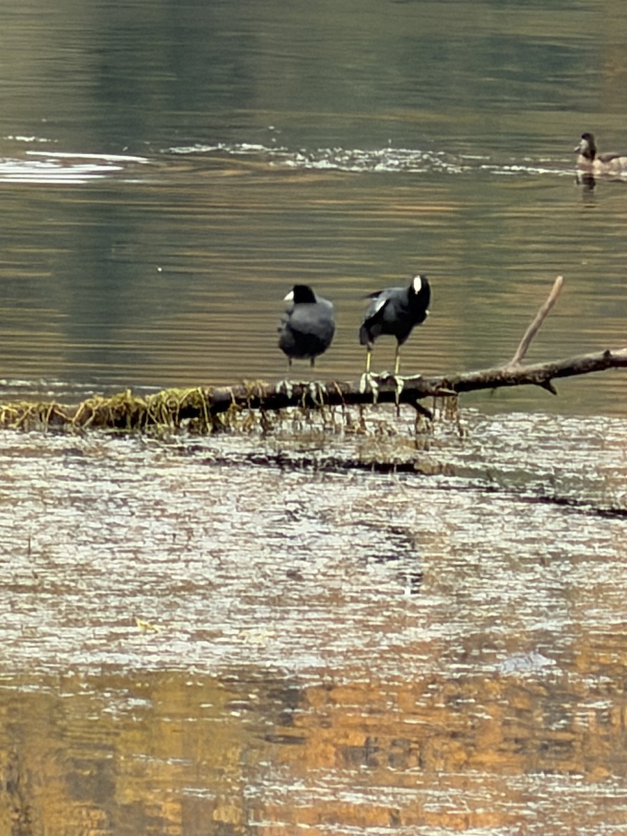 Focha Americana - ML645618770