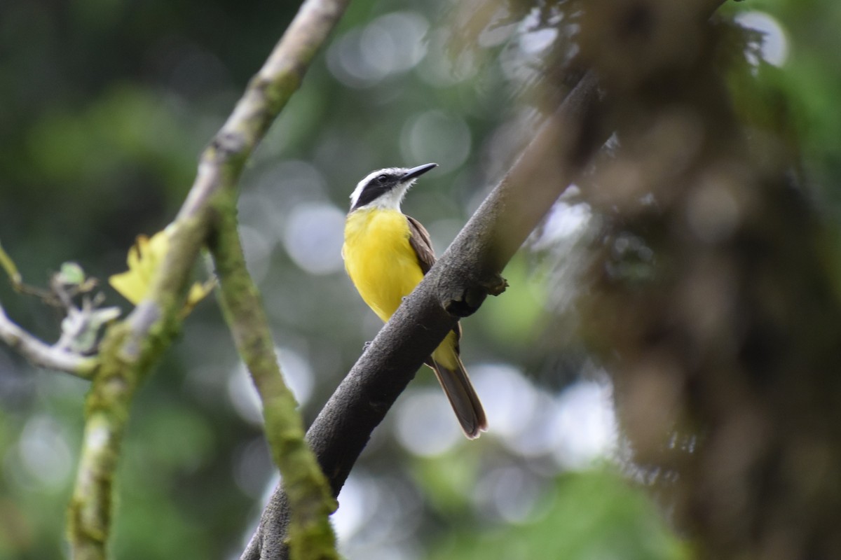 Bienteveo Chico - ML645618771