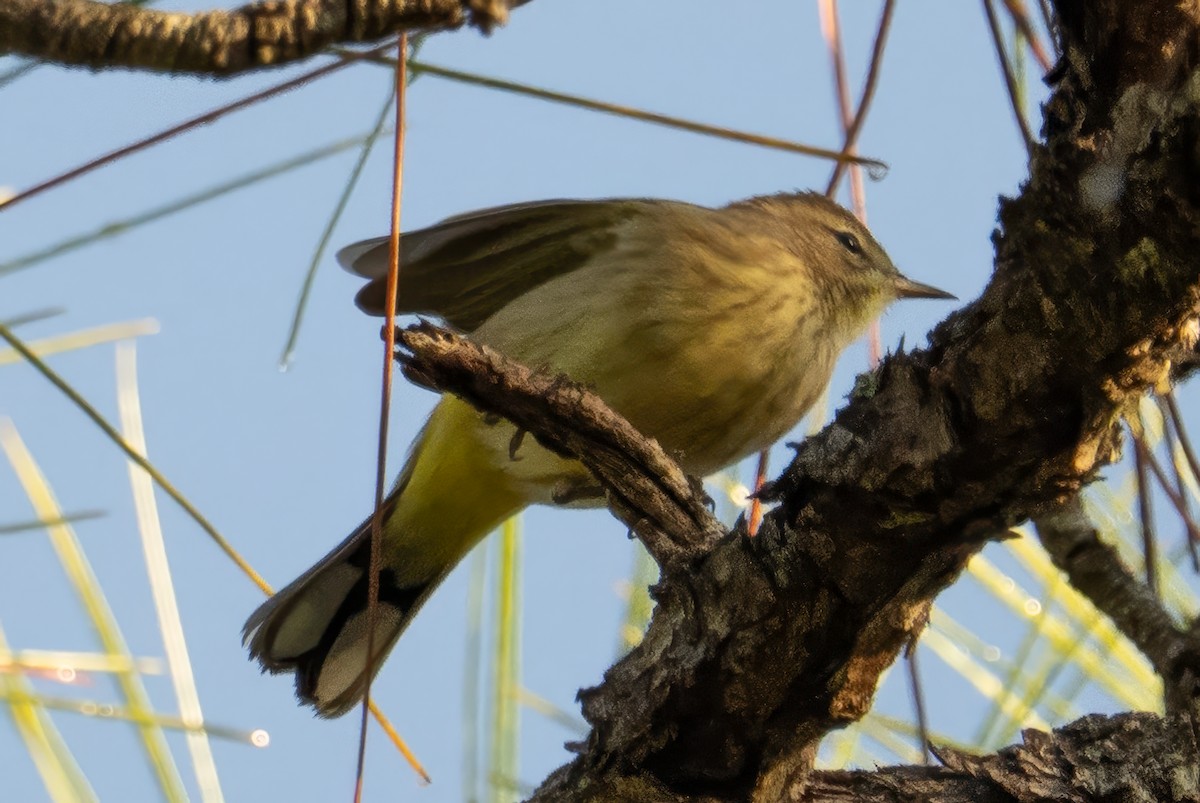 Reinita Palmera - ML645618772