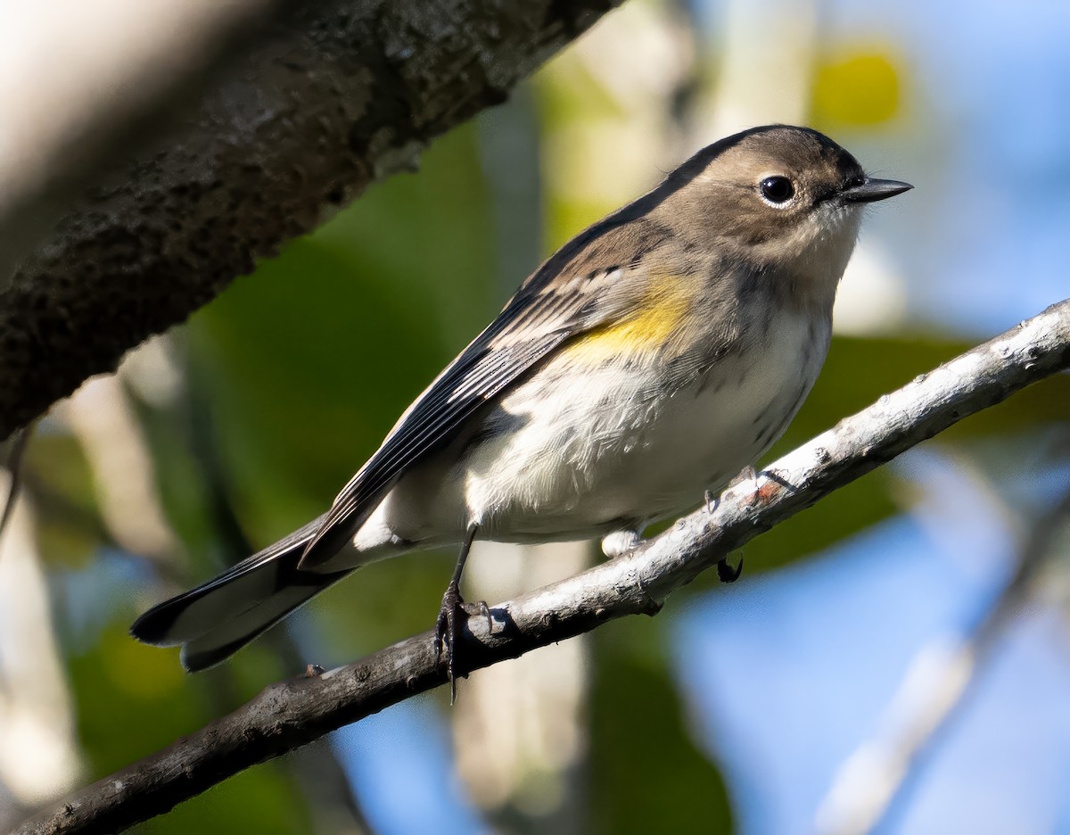 Reinita Coronada - ML645618774