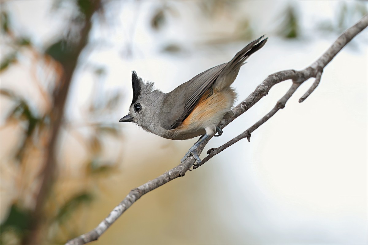 Herrerillo Crestinegro - ML645618775