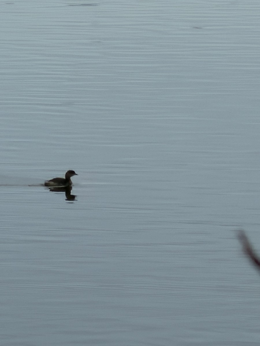 Zampullín Picogrueso - ML645618776