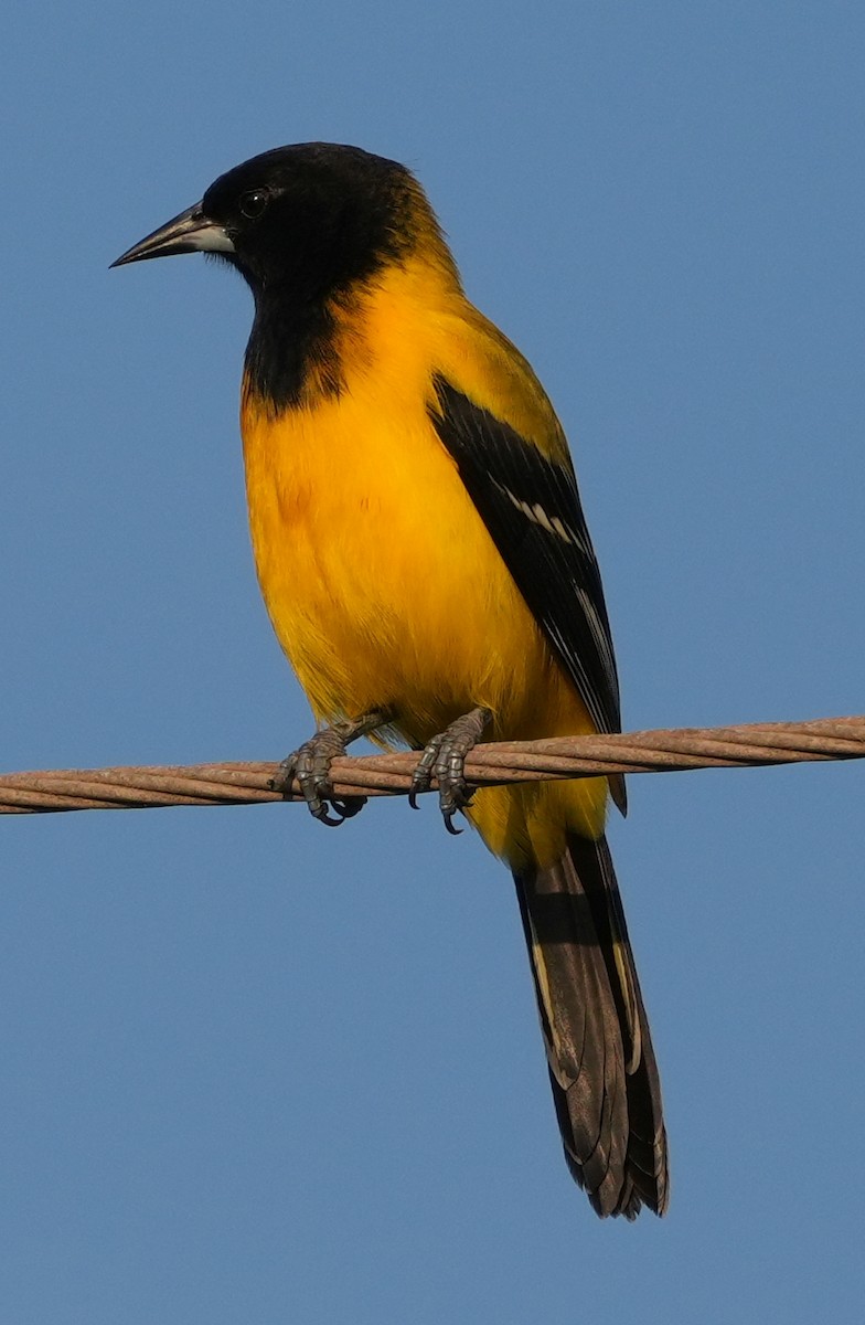 Turpial de Audubon - ML645618780